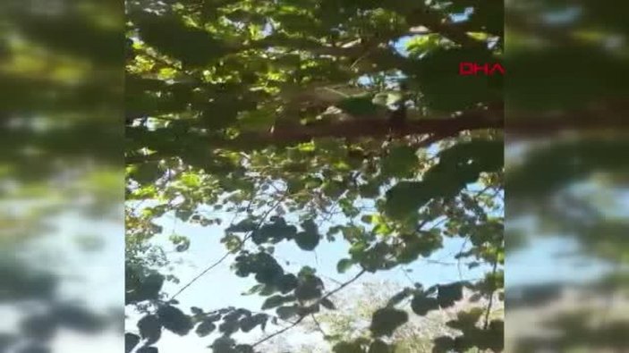 Denizli'de ağaçtaki kediyi Ege şivesiyle kurtarma çabası