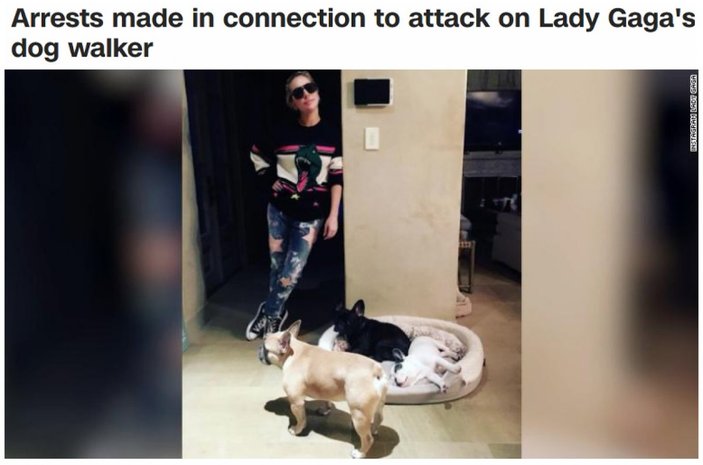 Lady Gaga'nın köpeklerinin çalınmasıyla ilgili 5 kişi gözaltında