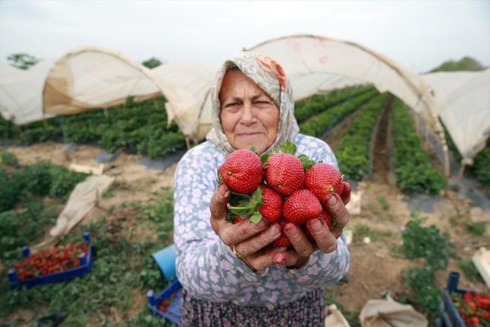 Kadın işçiler serada çilek topluyor