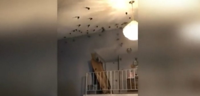 Binlerce göçmen kuş Amerikalı ailenin evini bastı