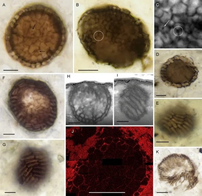 Yeni keşfedilen 1 milyar yıllık mikro fosil kayıtlara geçmiş en eski çok hücreli canlı olabilir