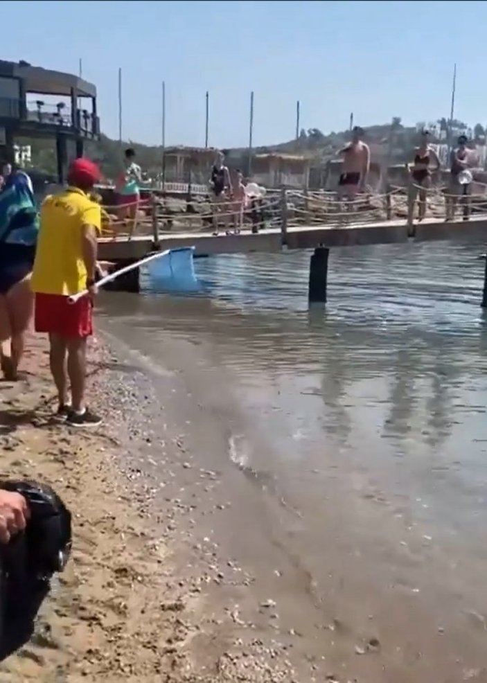 Alanya'da balon balıkları kıyıya vurdu