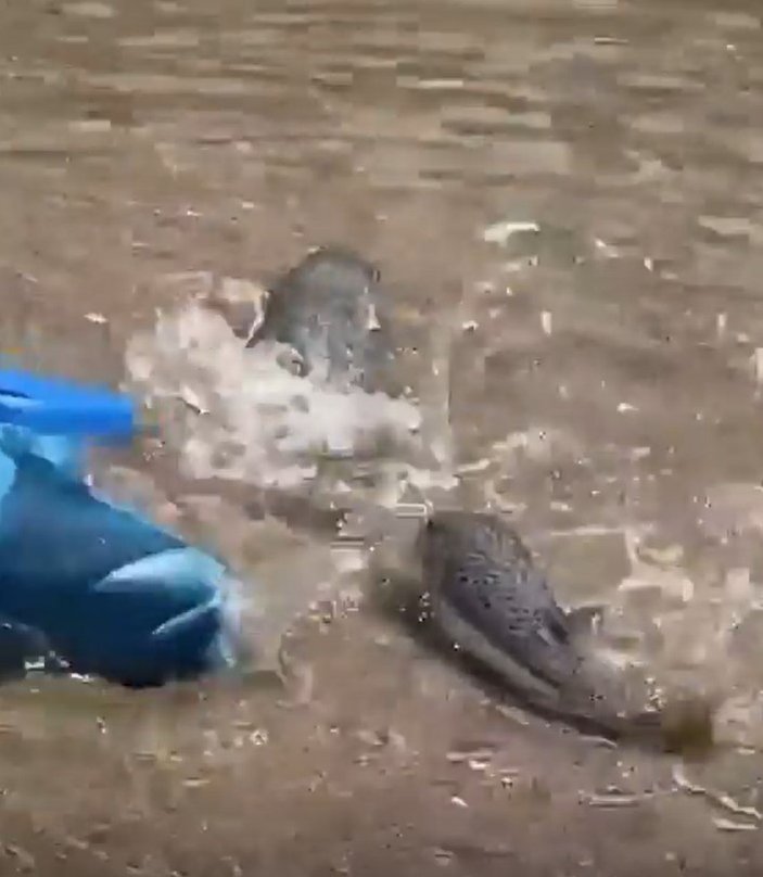Alanya'da balon balıkları kıyıya vurdu