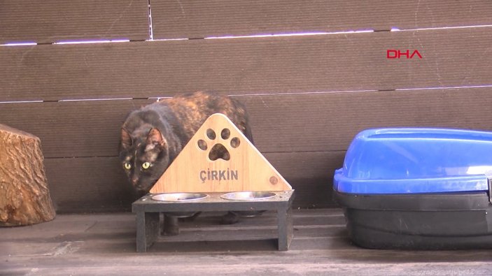İzmir'de korkunç görüntüler: Şiddet uyguladıkları kediyi kapıya sıkıştırdılar