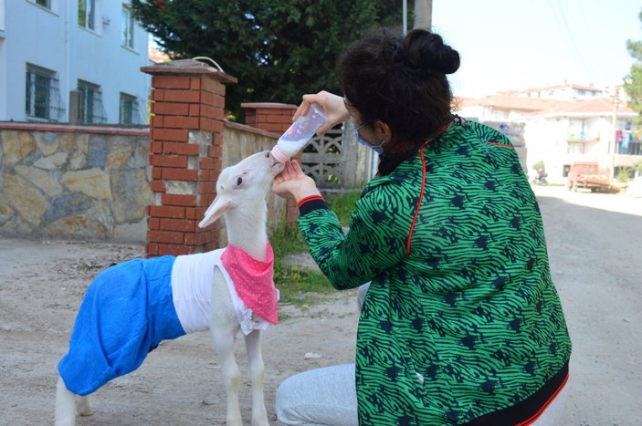 Sakarya'daki kuzusunun altını bezleyip kendiyle gezdiriyor