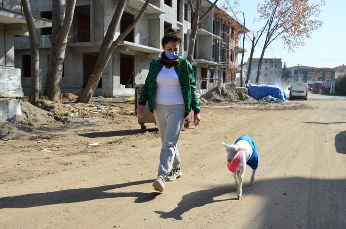 Sakarya'daki kuzusunun altını bezleyip kendiyle gezdiriyor