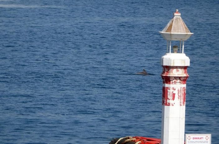 i Çanakkale'de yunus balıklarından şov