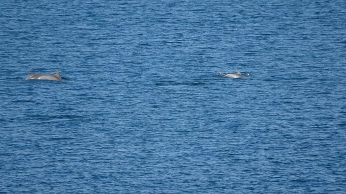 i Çanakkale'de yunus balıklarından şov