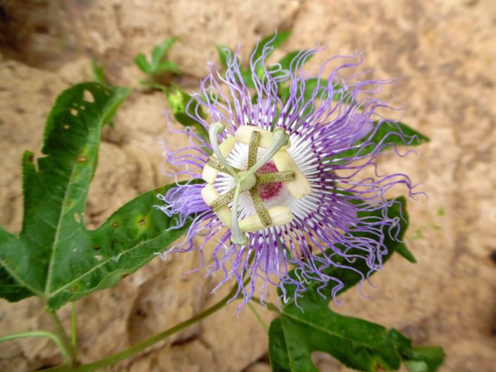 Stresi azaltmak için 6 bitki çayı tarifi