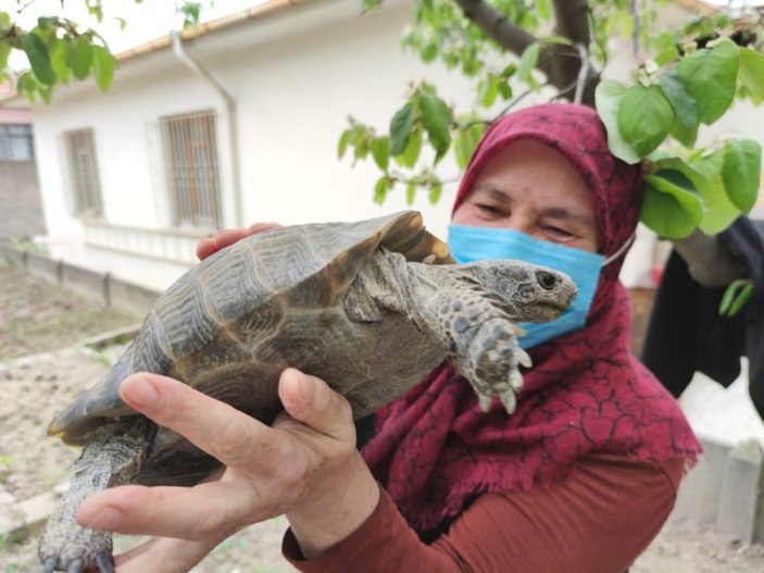 Amasya'da 15 yıl önce bulduğu kaplumbağaya bakıyor: Terliğin içinde besledim