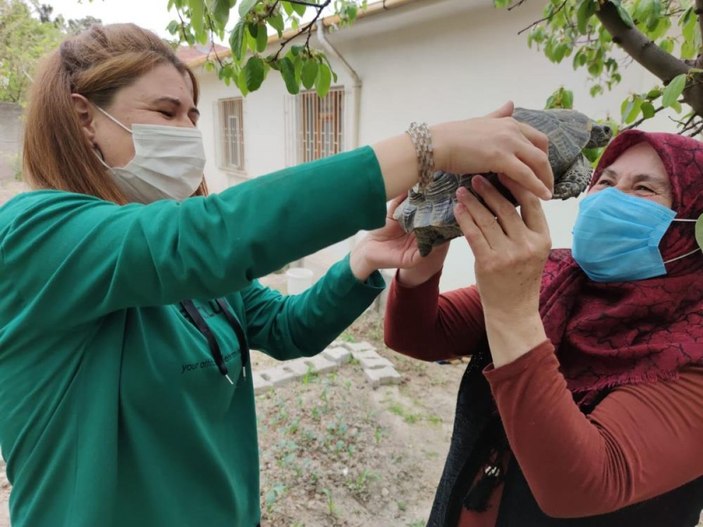 Amasya'da 15 yıl önce bulduğu kaplumbağaya bakıyor: Terliğin içinde besledim