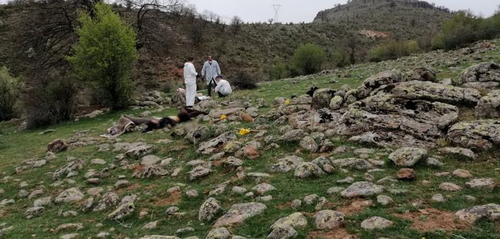 d Konya'da hayvan otlatma kavgası: 2 kişi hayatını kaybetti