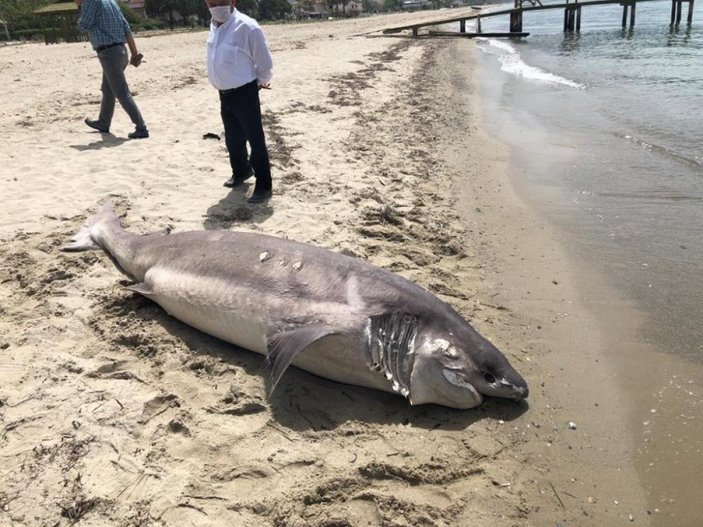 Kuşadası'nda köpek balığı sahile vurdu