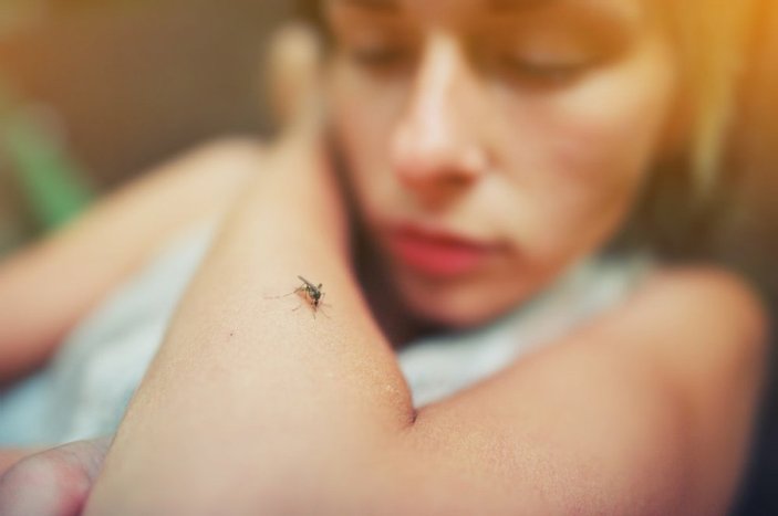 Isınan havaların kabusu: Sivrisineklerden koronavirüs bulaşır mı?