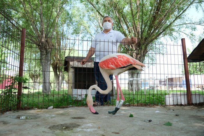 Manisa'da ayağı yanan flamingoya protez bacak yapıldı