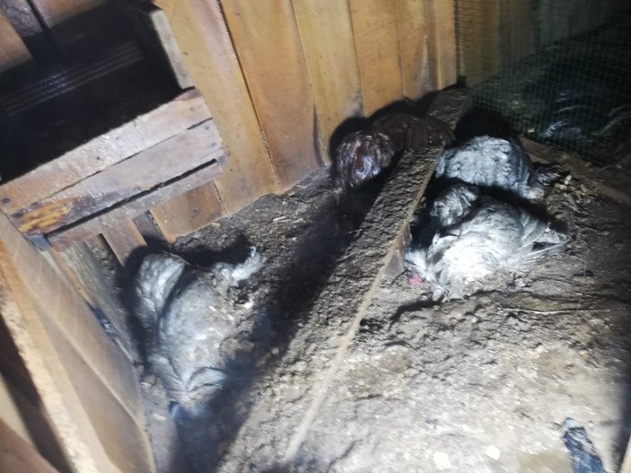 Malatya'da kümeste çıkan yangında 250 hayvan telef oldu