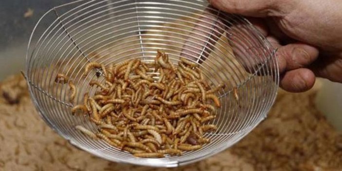 Avrupa Birliği, böcek larvasını gıda olarak onayladı