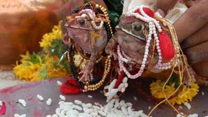 Hindistan'da, yağmurların artması için kurbağalar evlendirildi