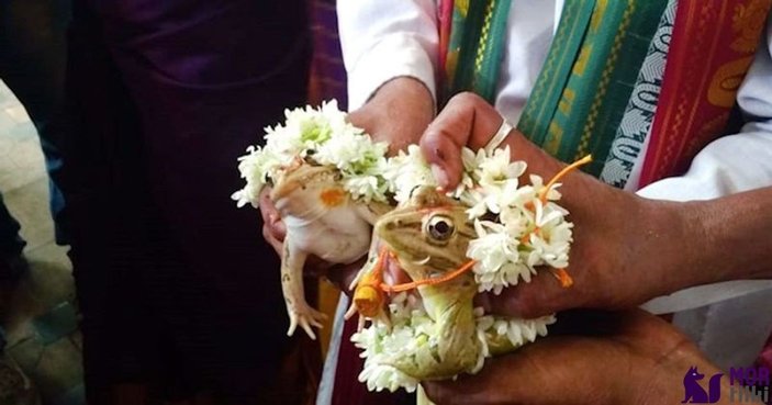 Hindistan'da, yağmurların artması için kurbağalar evlendirildi