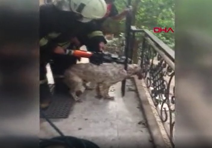 Muğla’da başı korkuluklara sıkışan köpek kurtarıldı