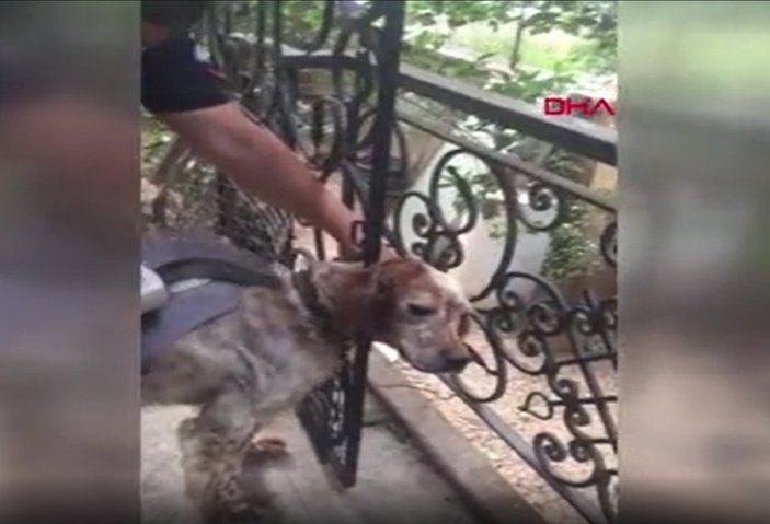 Muğla’da başı korkuluklara sıkışan köpek kurtarıldı