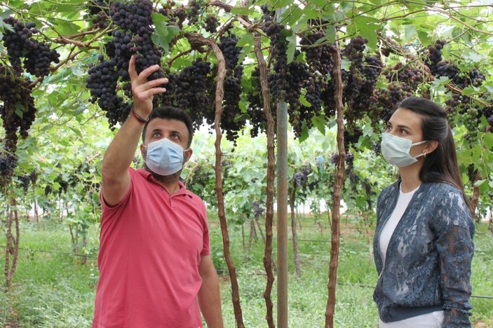 Mersin'de siyah üzüm hasadı devam ediyor