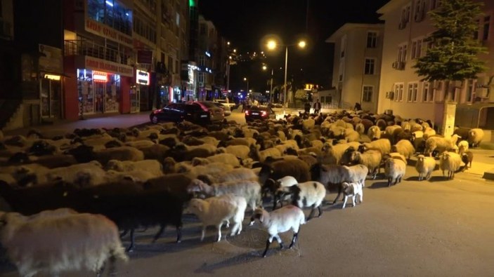 Tokat'ta yüzlerce koyun şehir merkezinden geçti