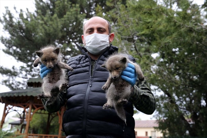 Sivas'ta köylülerin bulduğu 2 kurt yavrusu korumaya alındı