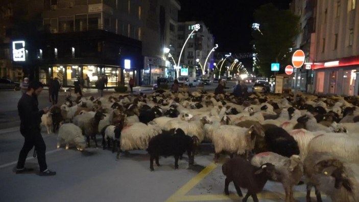 Tokat'ta yüzlerce koyun şehir merkezinden geçti