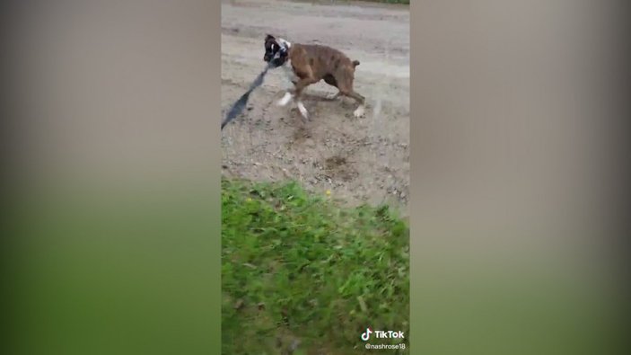 Elektrik çarpan köpeği gören eşek kahkaha attı