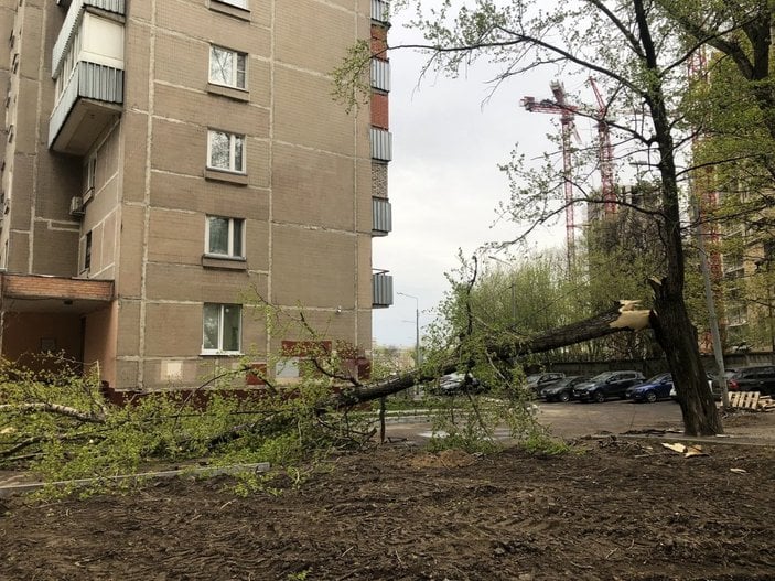Rusya’da şiddetli rüzgarda 56 ağaç devrildi