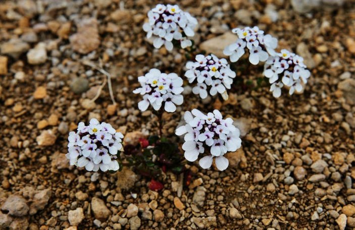 Aksaray'da 'tuz beğendi' çiçek açtı: Sadece Tuz Gölü havzasında yetişiyor