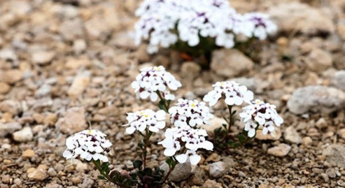 Aksaray'da 'tuz beğendi' çiçek açtı: Sadece Tuz Gölü havzasında yetişiyor