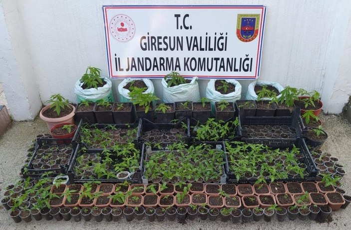 Giresun'da uyuşturucu operasyonu