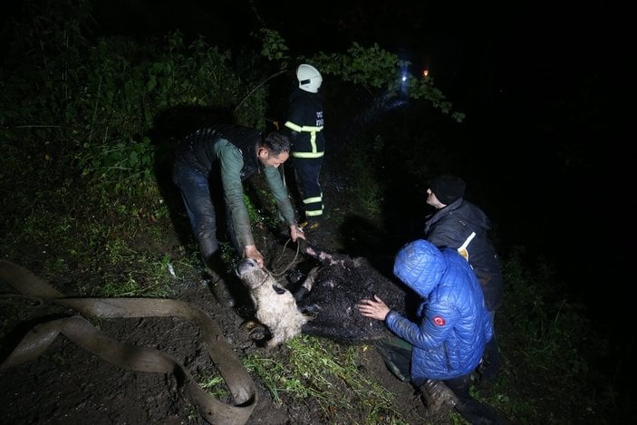 Düzce'de itfaiye ekipleri 40 metrelik uçuruma düşen ineği kurtardı