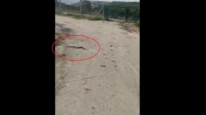 Mersin'de yılan saldırısına uğrayan bisikletli