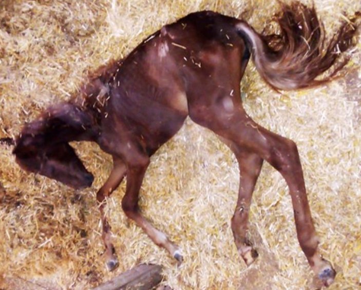 Haydar Ali Yıldız: Hayvan haklarını savunanların atlara neler yaptığını gördük