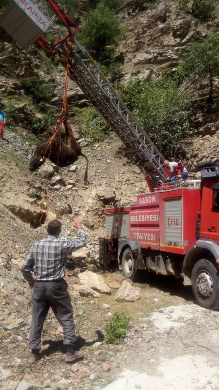 Batman'da uçuruma yuvarlanan inek kurtarıldı