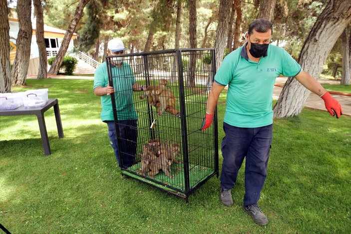 Yasa dışı yollar ile yurda sokulan hayvanlar, Gaziantep’te koruma altına alındı