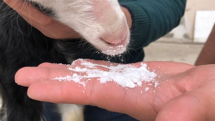d Kars'ta keçi ve yavrusunu bahçede besliyorlar