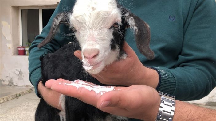 d Kars'ta keçi ve yavrusunu bahçede besliyorlar