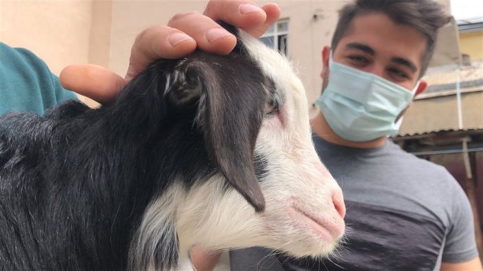 d Kars'ta keçi ve yavrusunu bahçede besliyorlar