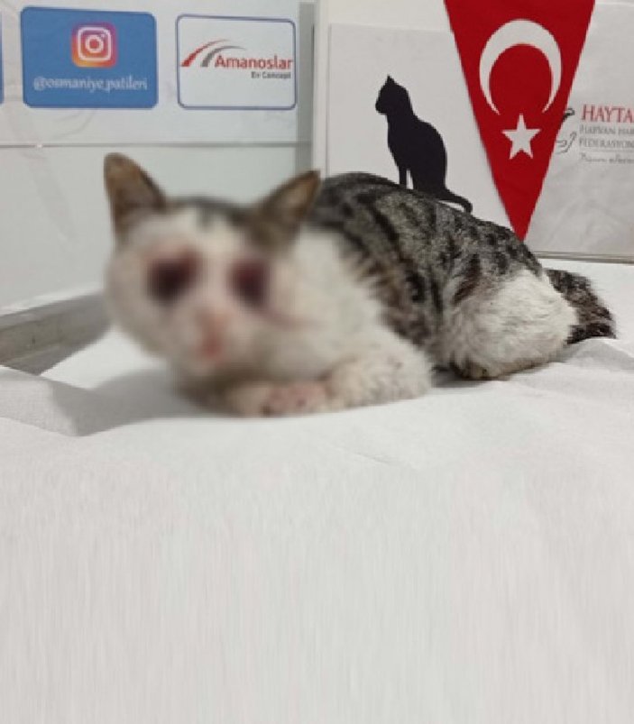 Adana’da yol kenarında gözleri oyulmuş kedi bulundu