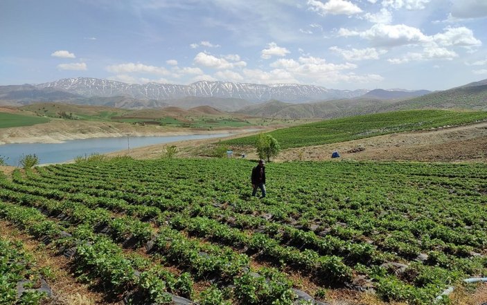 Kahramanmaraş'ta ot bitmeyen arazilerde çilek yetiştiriliyor