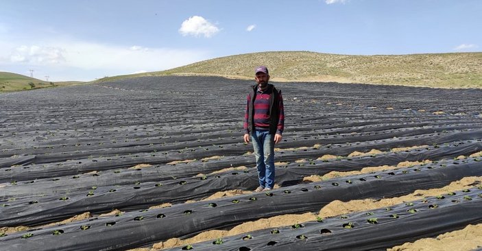 Kahramanmaraş'ta ot bitmeyen arazilerde çilek yetiştiriliyor
