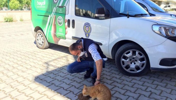 Osmaniye'de mahsur kalan kedinin imdadına polis yetişti