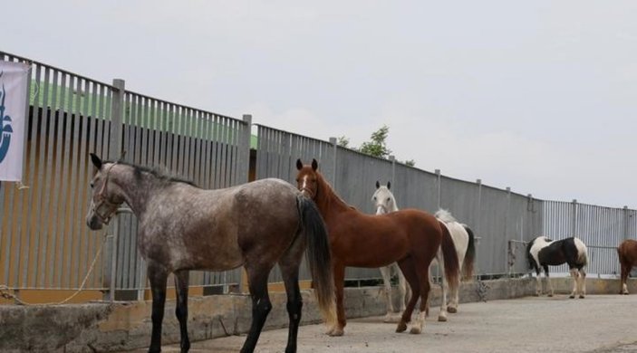Ekrem İmamoğlu'nun Adalar'daki atlara ilişkin iddialarına yalanlama