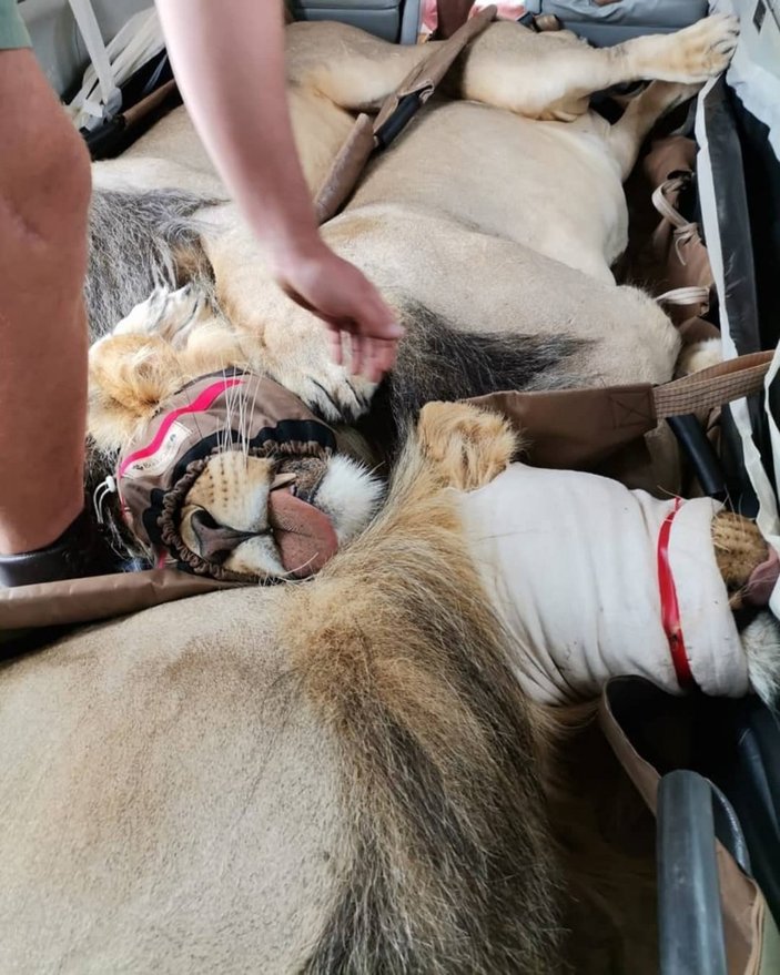 Sosyal medyada gündem oldu: 200 kiloluk aslanlar uçakla taşındı