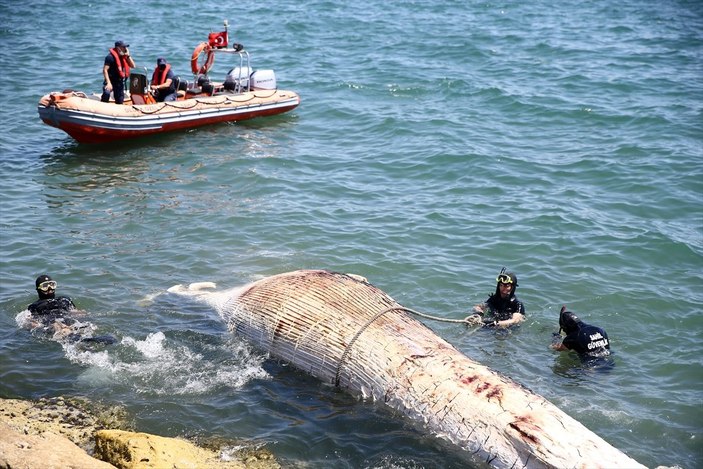 Mersin oluklu balina