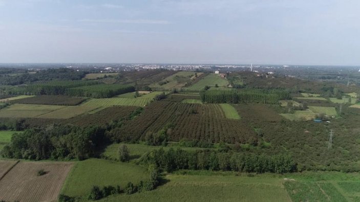 Çarşamba Ovası'nda fındık arttı, sebze azaldı